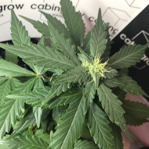 WABC #4 growlog timeline photo