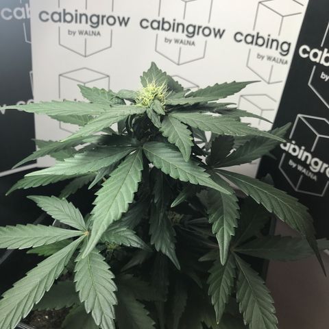 WABC #4 growlog timeline photo