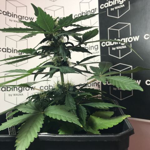 WABC #4 growlog timeline photo