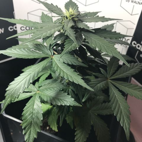 WABC #4 growlog timeline photo