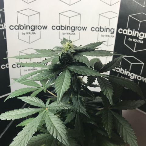 WABC #4 growlog timeline photo