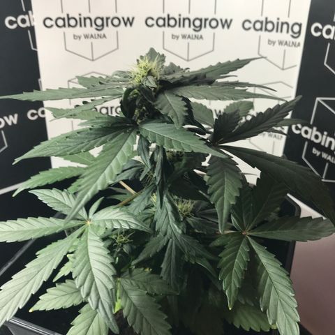WABC #4 growlog timeline photo