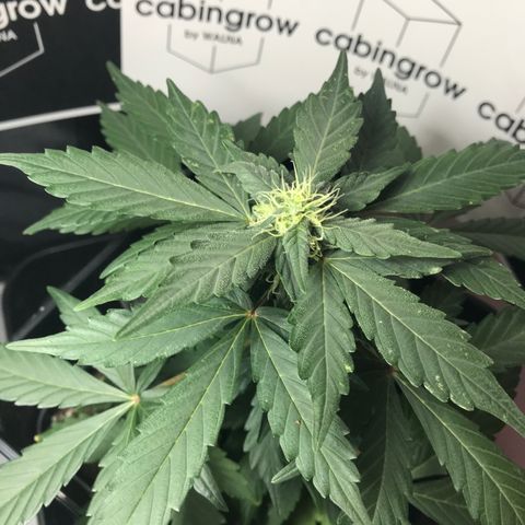 WABC #4 growlog timeline photo