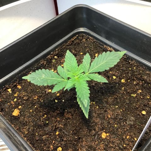 MAGDP #2 growlog timeline photo