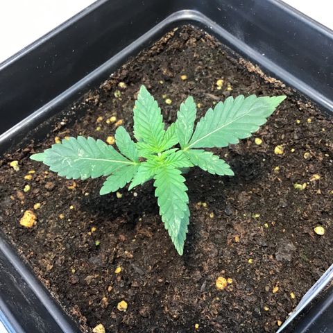 MAGDP #2 growlog timeline photo