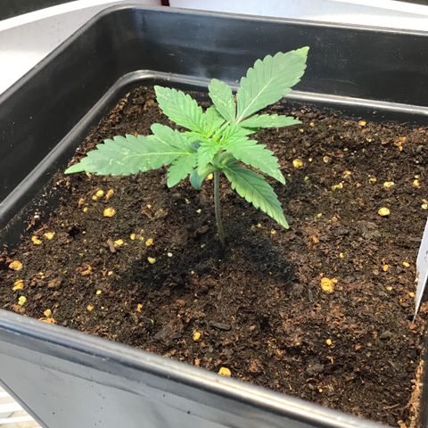 MAGDP #2 growlog timeline photo