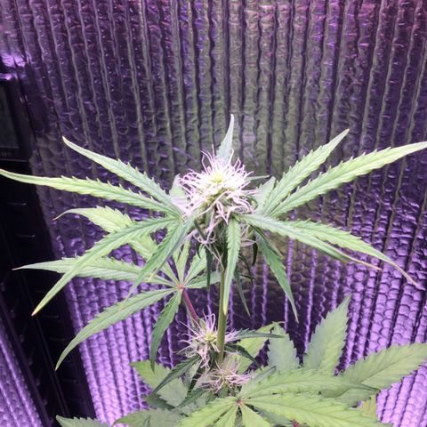 MHMW #3 growlog timeline photo