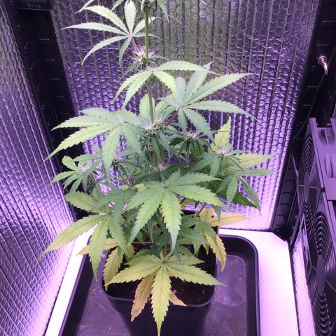 MHMW #3 growlog timeline photo