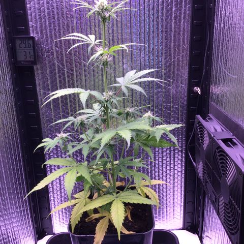 MHMW #3 growlog timeline photo