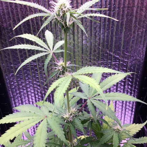 MHMW #3 growlog timeline photo