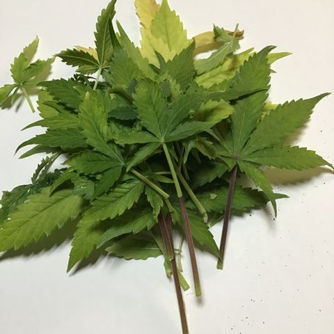 MHMW #3 growlog timeline photo