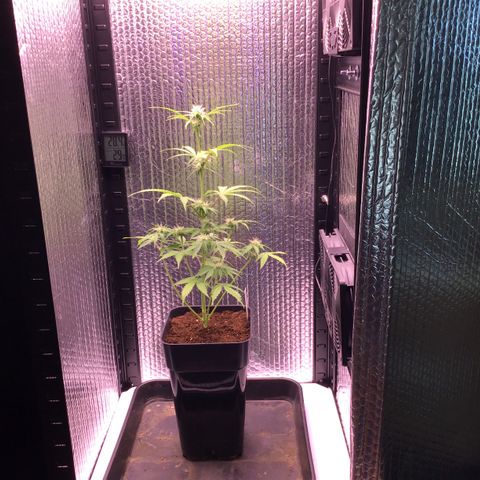 MHMW #3 growlog timeline photo