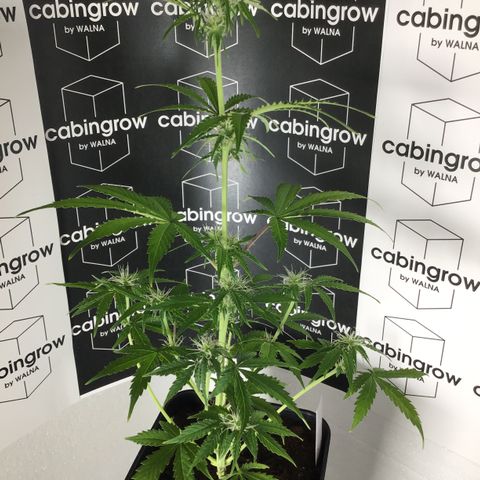 MHMW #3 growlog timeline photo