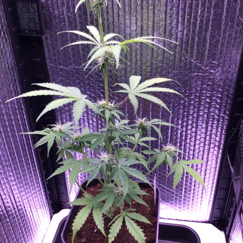 MHMW #3 growlog timeline photo