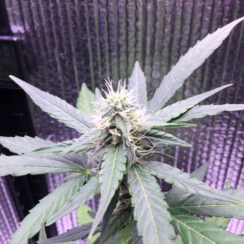 MHOR #5 growlog timeline photo