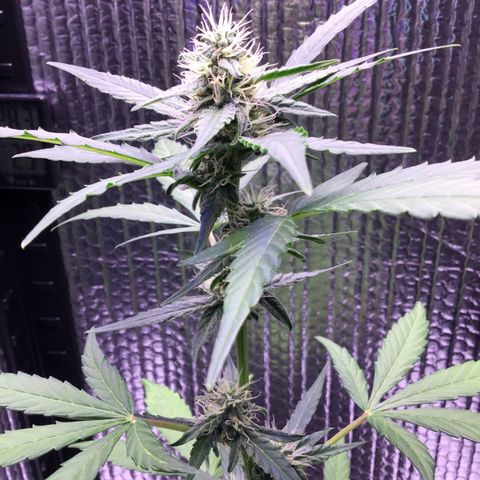 MHOR #5 growlog timeline photo