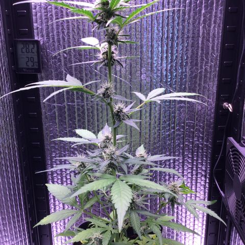 MHOR #5 growlog timeline photo