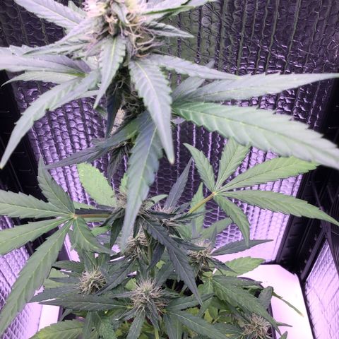 MHOR #5 growlog timeline photo