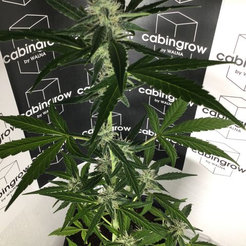 MHOR #5 growlog timeline photo