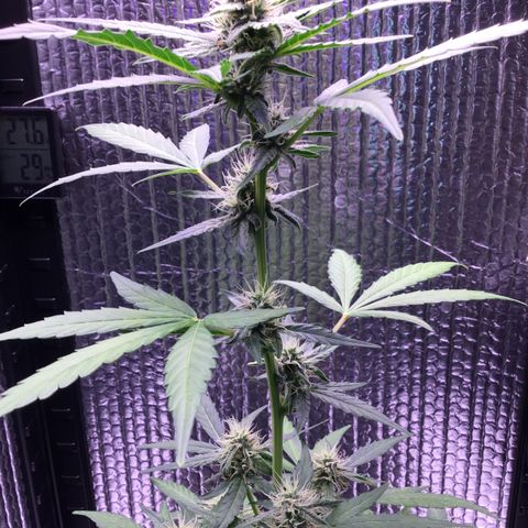 MHOR #5 growlog timeline photo