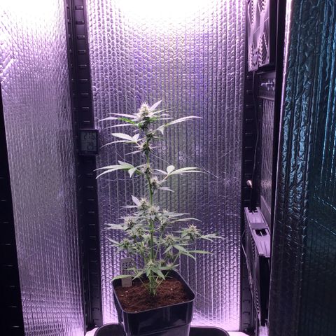 MHOR #5 growlog timeline photo