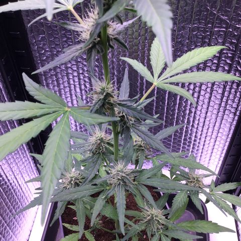 MHOR #5 growlog timeline photo