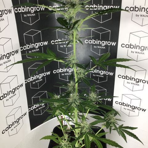 MHOR #5 growlog timeline photo
