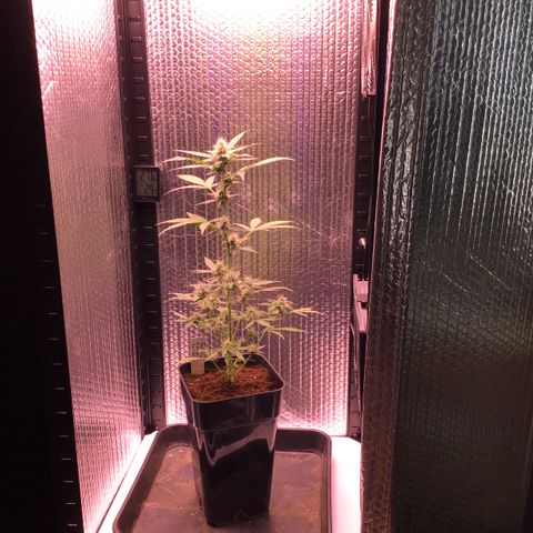 MHOR #5 growlog timeline photo