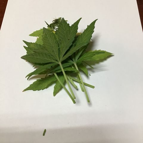 MHOR #5 growlog timeline photo