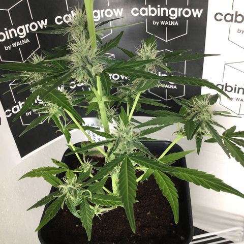 MHOR #5 growlog timeline photo