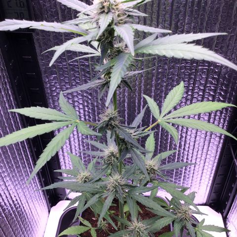 MHOR #5 growlog timeline photo