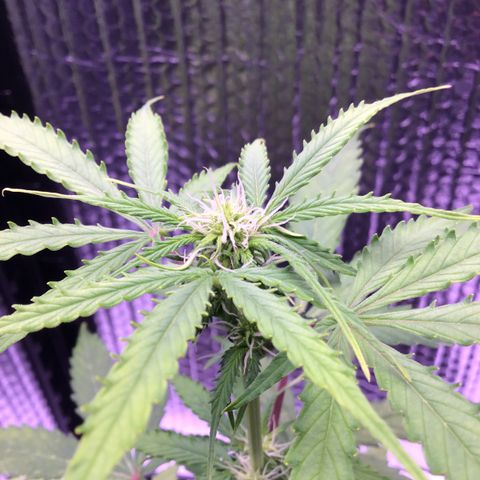 MHMW #2 growlog timeline photo