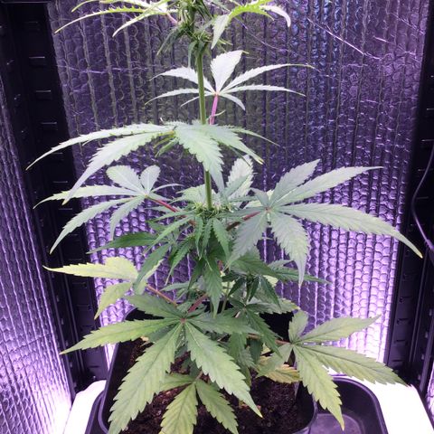 MHMW #2 growlog timeline photo