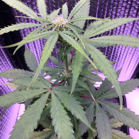 MHMW #2 growlog timeline photo