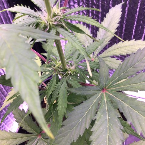 MHMW #2 growlog timeline photo