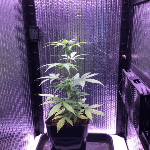 MHMW #2 growlog timeline photo