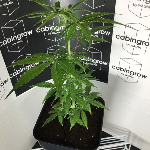 MHMW #2 growlog timeline photo