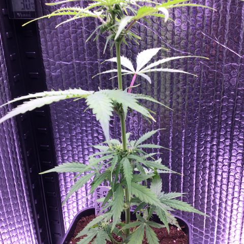 MHMW #2 growlog timeline photo