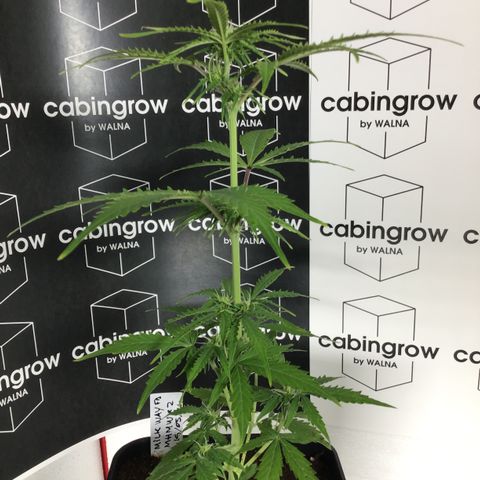 MHMW #2 growlog timeline photo