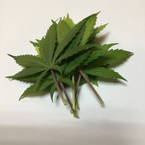MHMW #2 growlog timeline photo