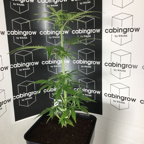 MHMW #2 growlog timeline photo
