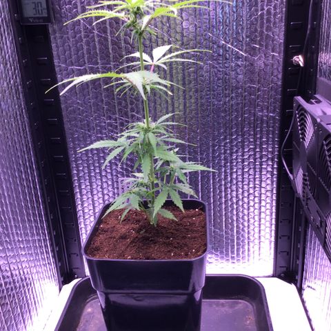 MHMW #2 growlog timeline photo