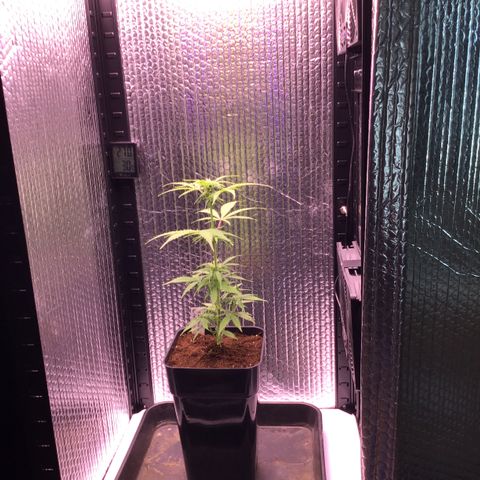 MHMW #2 growlog timeline photo