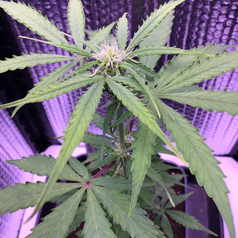 MHMW #2 growlog timeline photo