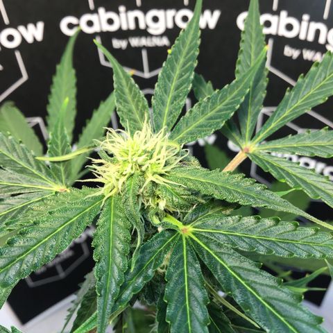MHMW #2 growlog timeline photo