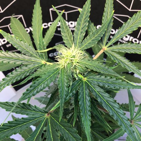 MHMW #2 growlog timeline photo