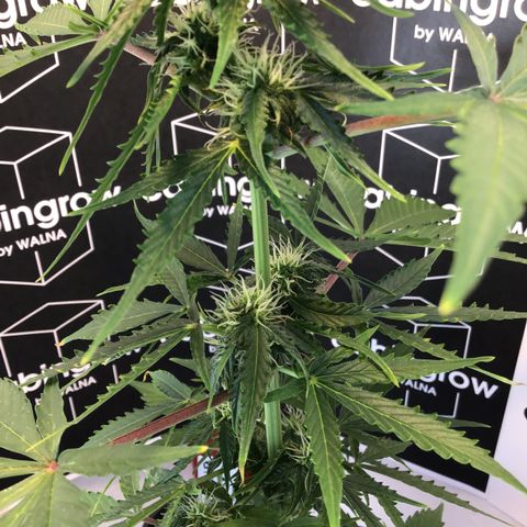 MHMW #2 growlog timeline photo