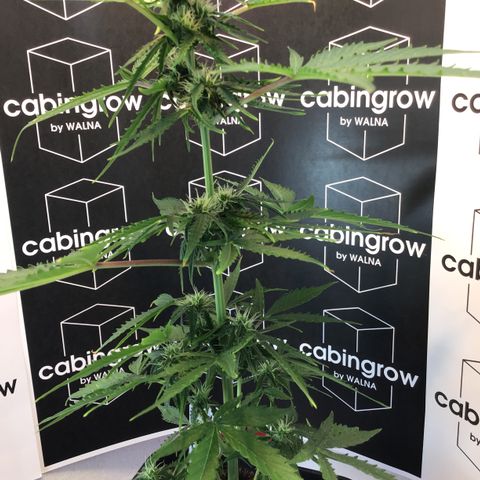 MHMW #2 growlog timeline photo