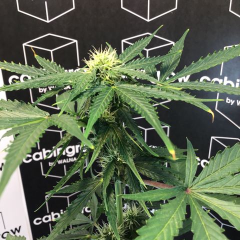 MHMW #2 growlog timeline photo