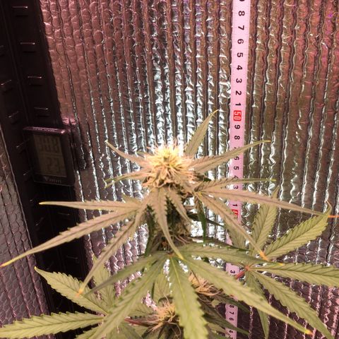 MHMW #3 growlog timeline photo